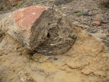 Versteinerte Baumst�mme Argentinien 04,
                      Stammquerschnitt mit Jahresringen