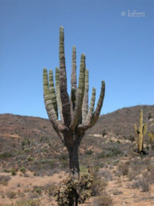 S�ulenkaktus / Kandelaberkaktus