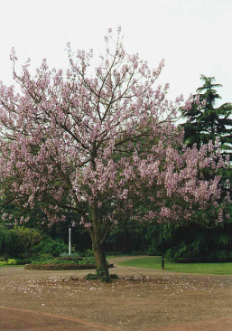 Blauglockenbaum aus Zentral- und
                      Westchina