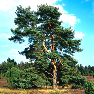 Kiefer auf Sandboden