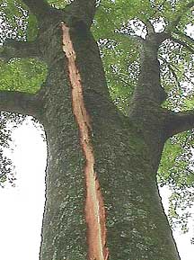 Blitzschlag am Baum