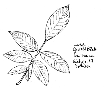 Nussbaum,
                        Blatt