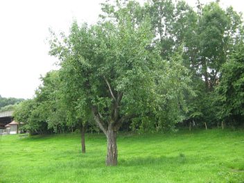 Corcelles (Schweiz),
                              Apfelbaum, Astbild