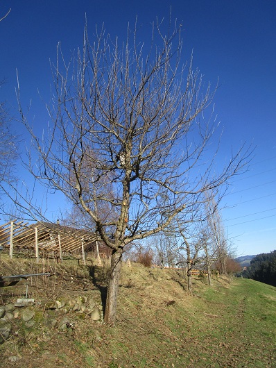 Apfelbaum halb
                              geschnitten, 28.Jan.2024