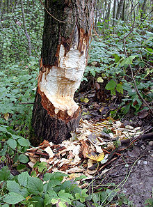 Durch
                        Biber angenagter Baum [2]