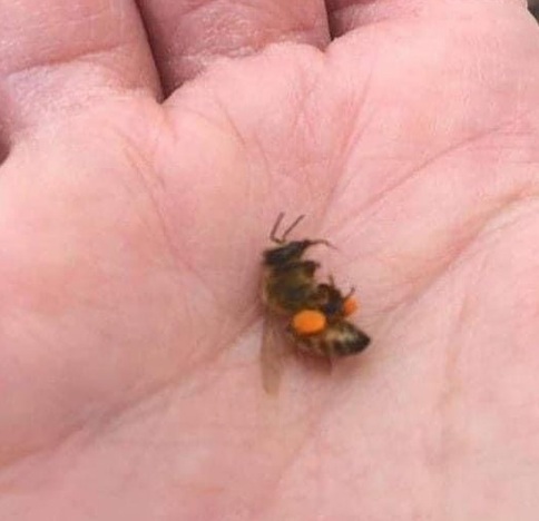 Pestizide töten Bienen in Bramberg am Wildkogel
(Österreich) am 17.4.2024: Löwenzahn war mit Pestiziden
besprüht - Biene tot Pestizide töten Bienen in
Bramberg am Wildkogel (Österreich) am 17.4.2024:
Löwenzahn war mit Pestiziden besprüht - Biene tot