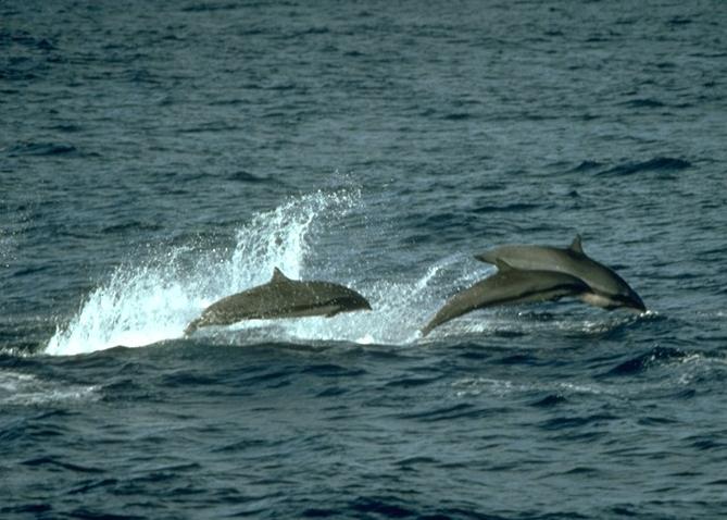 Delphine frei im Meer springend