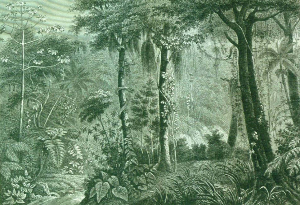 Urwald in Brasilien