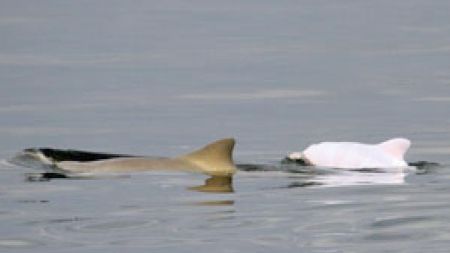 Weisser Albino-Delfin in Brasilien