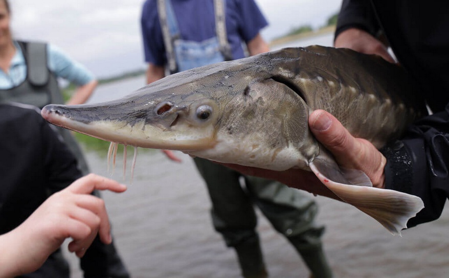 St�r in
                                Niedersachsen