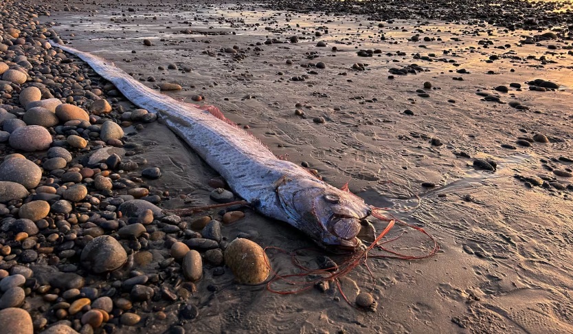 Kalifornien mit
                              2x Riemenfisch in 3 Monaten aus der
                              Tiefsee am 19.11.2024: Hier der zweite
                              Fund