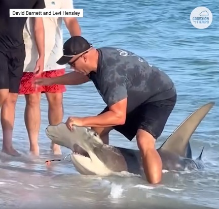 Haifisch am Strand von Panama City (Panama) am
            24.8.2024: Kleiner Hammerhai von einem Angelhaken befreit