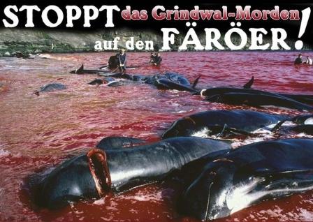 Mit einer
                  Treibjagd werden auf den Frer-Inseln alljhrlich
                  Grindwale in eine Bucht getrieben und dort
                  abgeschlachtet bzw. durch Verbluten brutal
                  geschchtet, und die ganze Bucht wird rot.