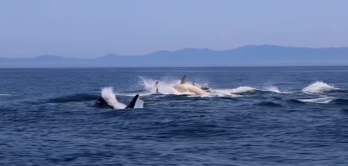 Albino-Killerwal bei Japan am 30.4.2025: In
                      N�he von Japan: Seltener Albino-Wal gesichtet