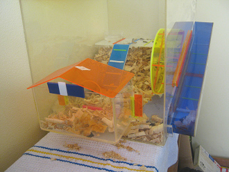 Grosses Hamsterhaus 04: Also musste
                              einer der Hamster in ein anderes
                              Hamsterhaus, aber es war noch keines da
