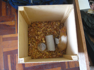 Brauner Hamster in der Notkiste 02:
                              die aus 25 mal 25 mal 25 cm Holz bestand.
