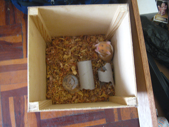 Brauner Hamster in der Notkiste 03.
                              Eigentlich war das ein Papierkorb
                              gewesen.