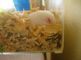 Grosse Hamsterhaus mit weissem
                              Hamster 01: Also hatte der weisse Hamster
                              das grosse Haus fr sich mit seiner
                              "Hamsterecke" (Vorratskammer)