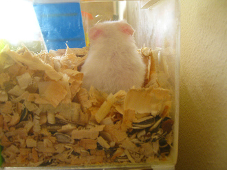 Grosse Hamsterhaus mit weissem
                              Hamster 02 und schaute ruhig dem Licht
                              entgegen.