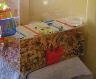 Der braune Hamster im grossen
                              Hamsterhaus 01, Nahaufnahme