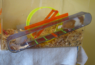 Der braune Hamster im grossen
Hamsterhaus (11) im Korridor (01) Der braune Hamster im grossen
Hamsterhaus (11) im Korridor (01)