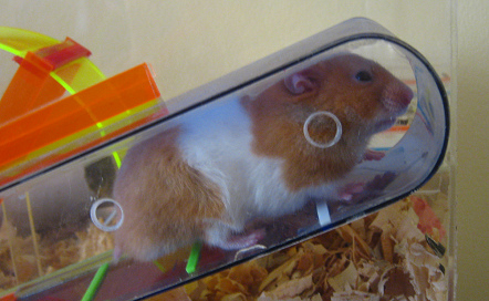 Der braune Hamster im grossen
Hamsterhaus (14) im Korridor (04) Der braune Hamster im grossen
Hamsterhaus (14) im Korridor (04)
