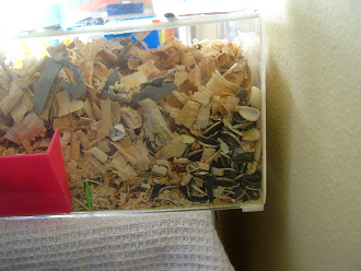 Ein brauner Hamster im
grossen Hamsterhaus (16), hier ist sein
Depot, die Speisekammer Ein brauner Hamster im grossen
Hamsterhaus (16), hier ist sein Depot, die
Speisekammer