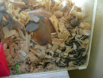Der braune Hamster im grossen
                              Hamsterhaus 02