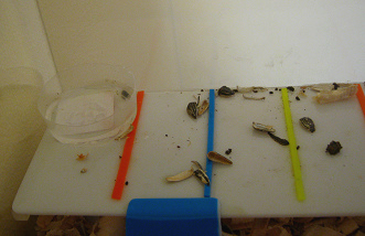 Der braune Hamster im grossen
                              Hamsterhaus 06, die Wasserstelle und die
                              Futterstelle