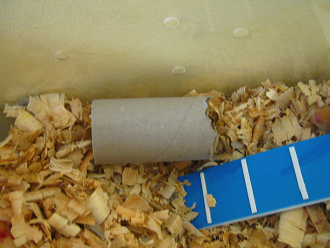 Der braune Hamster im grossen
                              Hamsterhaus 07, ein Tunnel