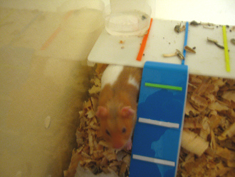 Der braune Hamster im
                                        grossen Hamsterhaus 09, da kommt
                                        der Hamster aus seinem
                                        Schlafgemach