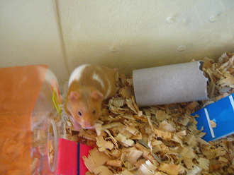 Der braune Hamster im
                                        grossen Hamsterhaus 10, beim
                                        Tunnel