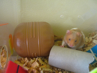 Nun war da der Tunnel mit dem Ball,
                              der dem Hamster noch zu gross war
