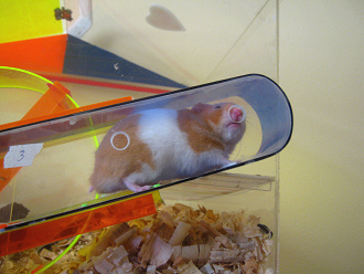 Und dann kam der braune Hamster in
                              den Korridor ans Futterloch, und diese
                              Geste heisst: "Ich habe Hunger"