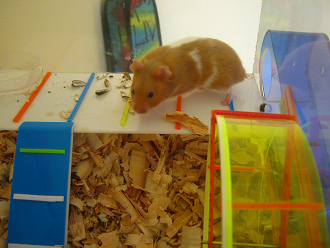 Der Hamster sieht vom ersten Stock
                              herunter