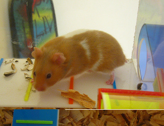 Ein brauner Hamster, Nahaufnahme
