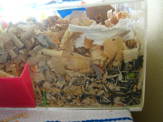 Im Depot hat der Hamster auch einen
                              Rest WC-Papier
                              "miteingearbeitet"