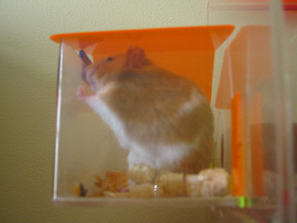 Der braune Hamster im Nebenhaus (01)