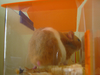 Der braune Hamster im Nebenhaus (02)