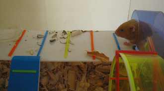 Der braune Hamster kommt aus dem
                              Korridor