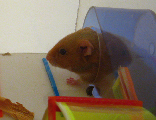 Der braune Hamster kommt aus dem
                              Korridor, Nahaufnahme