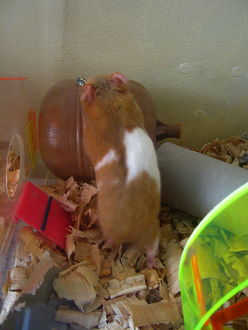 Der braune Hamster schnappte sich die
                              Krner auf dem Ball.