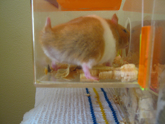 Dann war der
Hamster wieder im Nebenhaus und machte das
Nebenhaus zur Flüssigtoilette... Dann war der Hamster wieder im
Nebenhaus und machte das Nebenhaus zur
Flüssigtoilette...