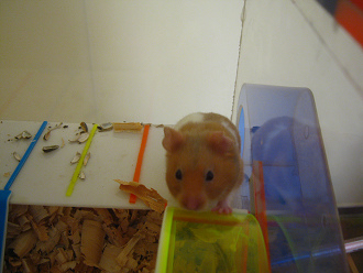Der braune Hamster
lief nicht nur im Hamsterrad, sondern
spielte auch mit dem Rad von aussen her Der braune Hamster lief nicht nur im
Hamsterrad, sondern spielte auch mit dem Rad
von aussen her