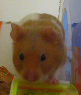 Der braune Hamster am
Hamsterrad, Nahaufnahme Der braune Hamster am Hamsterrad,
Nahaufnahme
