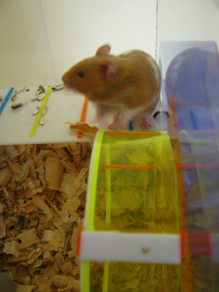 Da wurde der
braune Hamster nachdenklich: Über das Rad
konnte man wohl nicht drüberlaufen... Da wurde der braune Hamster
nachdenklich: Über das Rad konnte man wohl
nicht drüberlaufen...