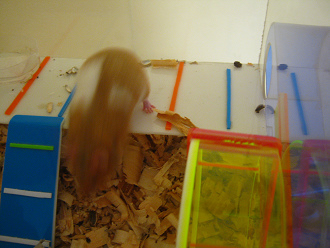 Der braune Hamster beim Sprung