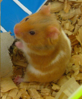 Brauner Hamster macht
"Männchen", Nahaufnahme Brauner Hamster macht
"Männchen", Nahaufnahme