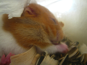 Brauner Hamster in der Speisekammer,
                            Nahaufnahme