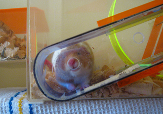 Der braune Hamster kommt ans
Fressloch (01) Der braune Hamster kommt ans Fressloch
(01)